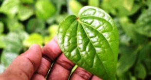 Manfaat Daun Sirih bagi Kesehatan Mempercepat Penyembuhan Luka Hingga Meredakan Batuk