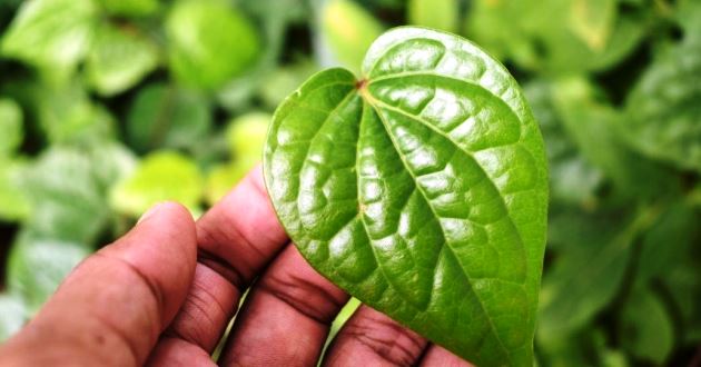 Manfaat Daun Sirih bagi Kesehatan Mempercepat Penyembuhan Luka Hingga Meredakan Batuk